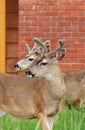 Deer in the city Royalty Free Stock Photo
