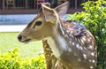 Deer close up Royalty Free Stock Photo