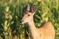 Deer close-up