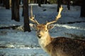 Deer close up Royalty Free Stock Photo