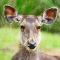 Deer Royalty Free Stock Photo