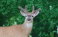 Deer closeup head portrait beautiful buck in Michigan autumn