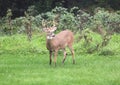 Deer closeup head portrait beautiful buck in Michigan autumn