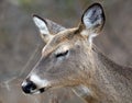 Deer closeup head portrait beautiful buck in Michigan autumn