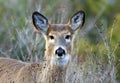 Deer closeup head portrait beautiful buck in Michigan autumn