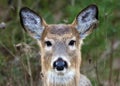 Deer closeup head portrait beautiful buck in Michigan autumn