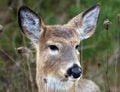 Deer closeup head portrait beautiful buck in Michigan autumn
