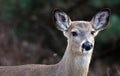 Deer closeup head portrait beautiful buck in Michigan autumn