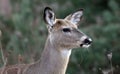 Deer closeup head portrait beautiful buck in Michigan autumn