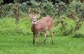 Deer closeup head portrait beautiful buck in Michigan autumn