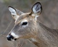 Deer closeup head portrait beautiful buck in Michigan autumn