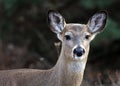 Deer closeup head portrait beautiful buck in Michigan autumn