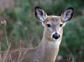 Deer closeup head portrait beautiful buck in Michigan autumn