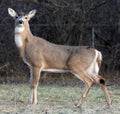 Deer closeup head portrait beautiful buck in Michigan autumn