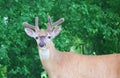 Deer closeup head portrait beautiful buck in Michigan autumn