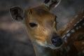 A deer closeup in neunkirchen in saarland at summer, copy space Royalty Free Stock Photo