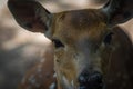 A deer closeup in neunkirchen in saarland at summer, copy space Royalty Free Stock Photo