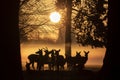 Deer in Bushy Park, London