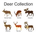 Deer collection vector illustration isolated on white background. Mountain nyala antelope. Moose elk. Reindeer buck. Royalty Free Stock Photo