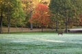 Deer in colorful park