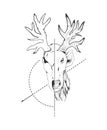 Deer concept art Vector hand drawn half head skull and face illustration on white background Royalty Free Stock Photo