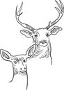 Deer couple Royalty Free Stock Photo