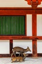 Deer in front of the old temple in Nara, Japan Royalty Free Stock Photo