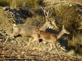 Running deer couple Royalty Free Stock Photo