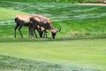 Deer Couple Royalty Free Stock Photo