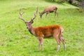 Deer couple in the wilderness