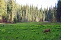 Deer in Crescent Meadow CA 00182 Royalty Free Stock Photo