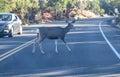 A deer crosses Desert View Drive in Grand Canyon National Park to get to the forest, stopping traffic in late afternoon