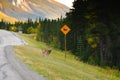 Deer Crossing