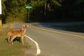 Deer Crossing Royalty Free Stock Photo