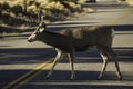 Deer crossing the road