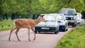 Deer crossing road as traffic waits.