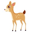 Deer cub Royalty Free Stock Photo