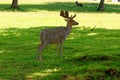 Deer in Culzean Castle Country Park - Scotland