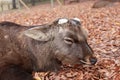 Deer with cut off antler laying down on the falling leaves floor at the park in Nara, Japan.