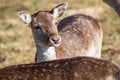 Deer dama female in nature, european wildlife animal or mammal in wild