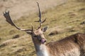 Deer dama female in nature, european wildlife animal or mammal in wild