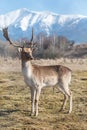 Deer dama male in nature, european wildlife animal or mammal in wild