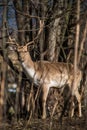 Deer dama male in nature, european wildlife animal or mammal in wild