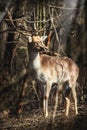 Deer dama male in nature, european wildlife animal or mammal in wild