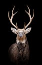 Deer on dark background Royalty Free Stock Photo