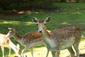 Deer, Dean Country Park