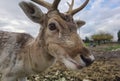 Deer deers horns face eyes close up