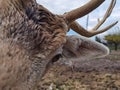 Deer deers horns face eyes close up