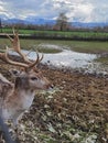 Deer deers horns face eyes close up