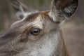 Deer doe closeup Royalty Free Stock Photo